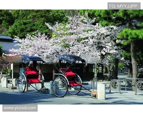 肚利船与大板樱花的精彩对决揭示了传统与现代的完美融合之美